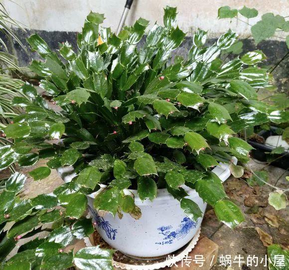底肥|养花技巧：蟹爪兰一片叶子，蹿出10个花苞，给它喂啥好东西了
