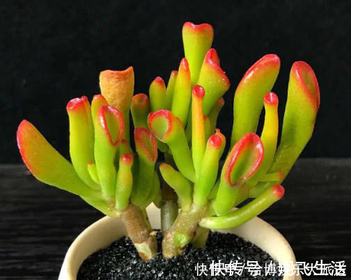 筒叶花月|多肉筒叶花月怎么养教你3个小妙招，养出翠绿又旺盛的筒叶花月
