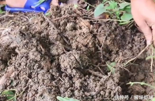  小伙|小伙到田里干活，却意外的发现了一种野味，可以用来凉拌或者炒菜