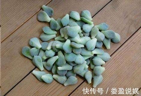 长寿花|别再浪费钱买花了，这些花掰片叶子就能长一大盆，省下好多钱！