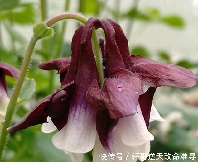 天冷不知养啥花那就养盆它,冬天不用管,春天也能开出一片花海!