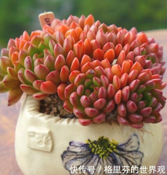 多肉红宝石,颜值超高的,怎么起来很简单,注意几点就好