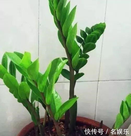 8种花现在赶紧剪,剃光头撸光叶,越狠越爆盆