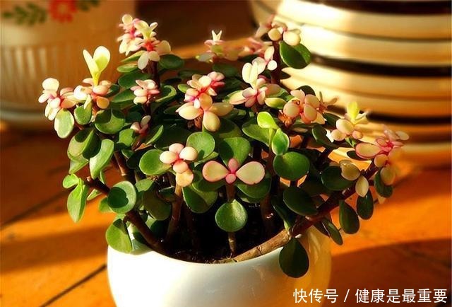 冬天养金枝玉叶,学会这“3招”,叶子肥厚翠绿,枝干粗壮变老桩!
