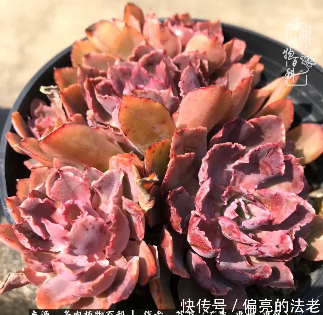 养花|一种爱好就是一种境界,养花养多肉可以培养一个人的心境!