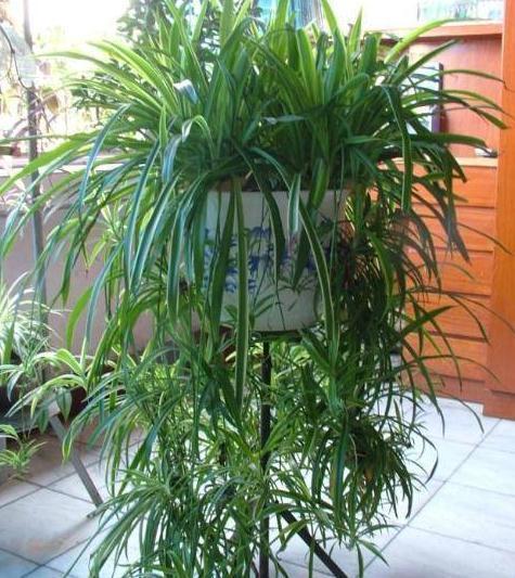 浇水|吊兰最爱喝“它”,十天喂一次,叶子翠绿两指宽,小吊疯长还开花