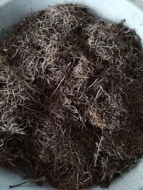 都知道松针土养花好，这几步都没做到，反而把花害惨了