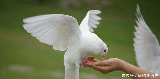 时鸟|慈禧过60大寿,放生仪式时鸟不飞鱼不游,李莲英神解释令慈禧大悦!