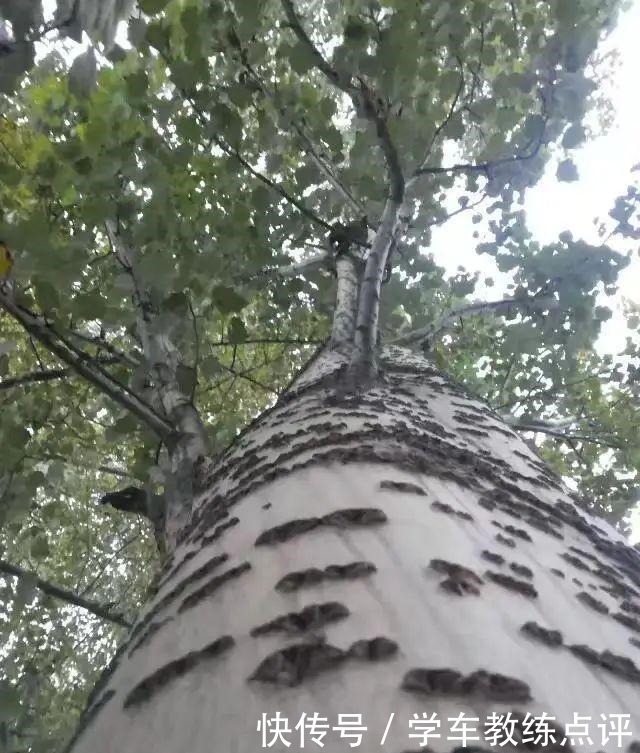 步行街|「本土」爱的季节