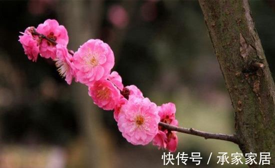 桂花|养花试试这几款，7月不要轻易修剪，不然到了花期没花看