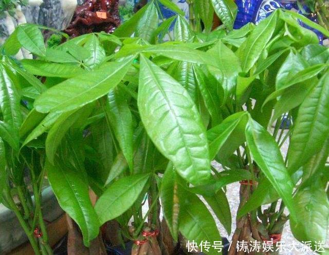 发黄|养发财树，做到这“2点”，嫩芽冒的多，开出花儿来，养好多年！