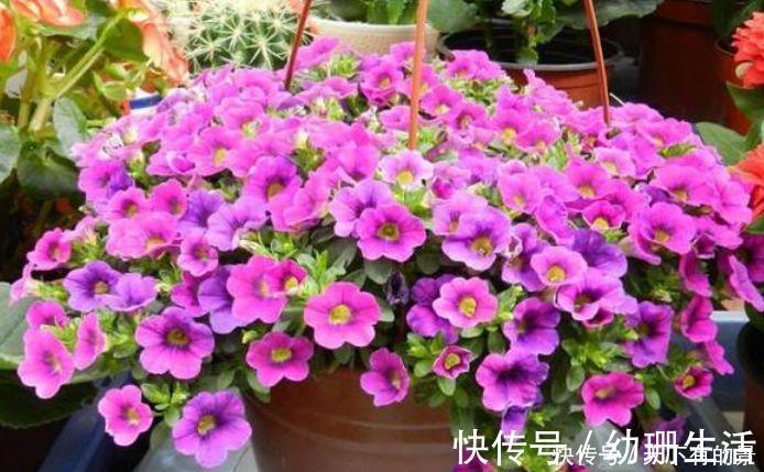 阳台上|4种花,堪称“开花机器”,随便一养开满盆,繁花似锦!