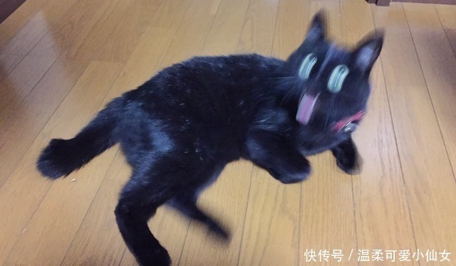 哈哈哈！听说又有沙雕猫被日本手办大佬盯上了！