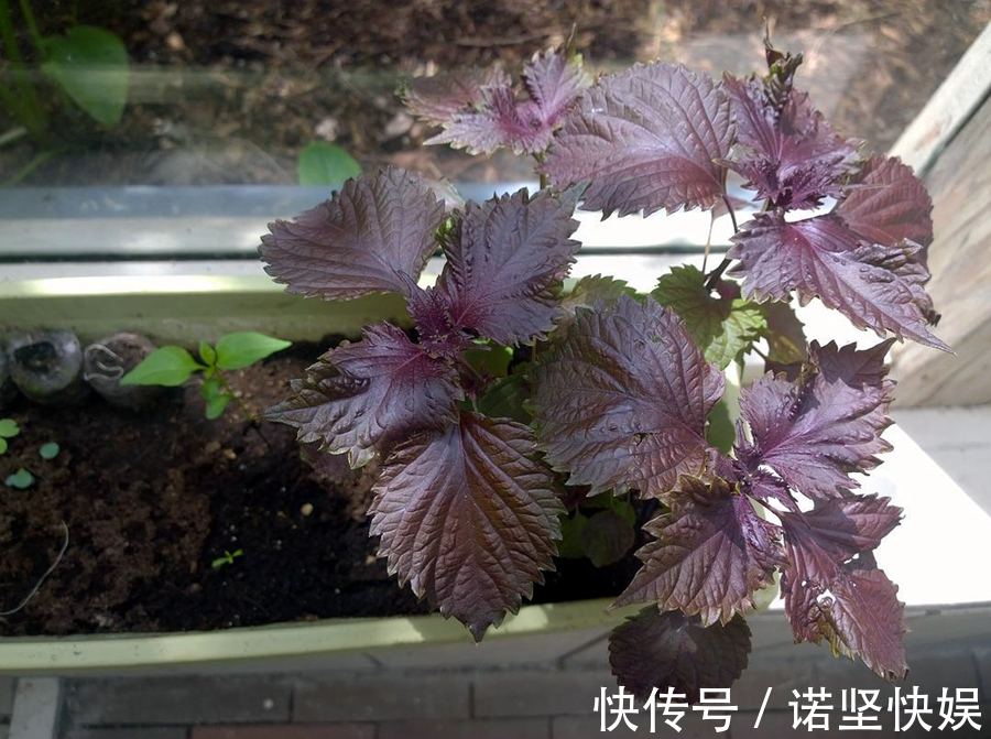 甜椒|盘点5种适合家庭盆栽的蔬菜，可观赏也能食用，一举两得