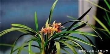 老花农|兰花10年不烂根,老花农只用这2招!