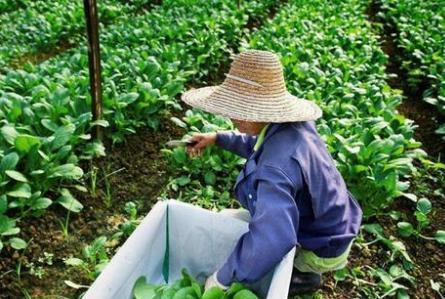 发育|备孕怀孕要多吃，帮助胎儿大脑发育，被称补叶酸小能手