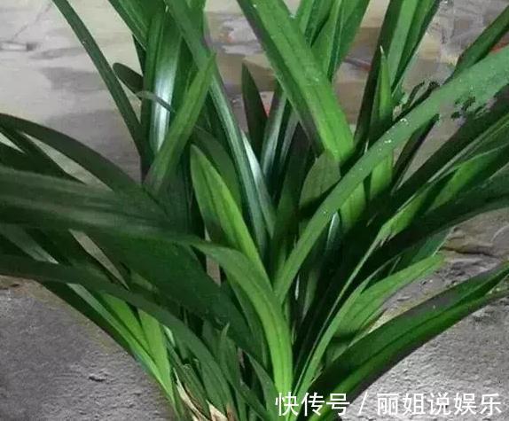 兰花养不好用点它,兰花即可快速复壮,叶壮花繁