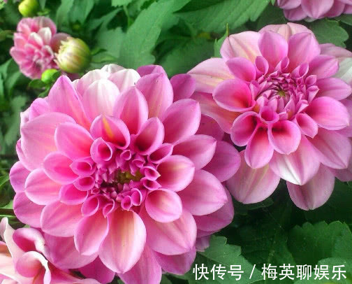 庭院公园|大丽花开花少怎么办教你3个小妙招,不仅开花更多枝叶还旺盛