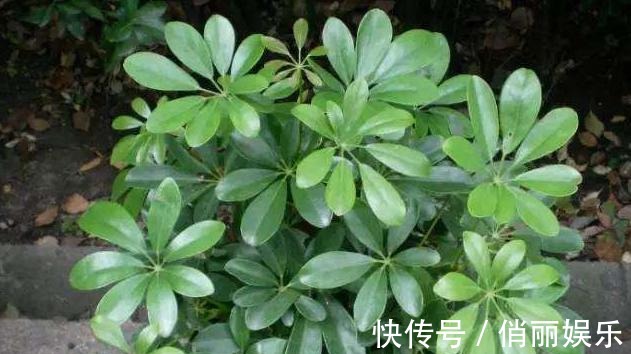 新芽|养鸭掌木，按照“此方法”，四季常绿“没毛病”，新芽再也不发黑