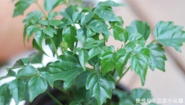 这些耐阴的室内植物, 越荫蔽长越旺, 叶子绿得冒油!