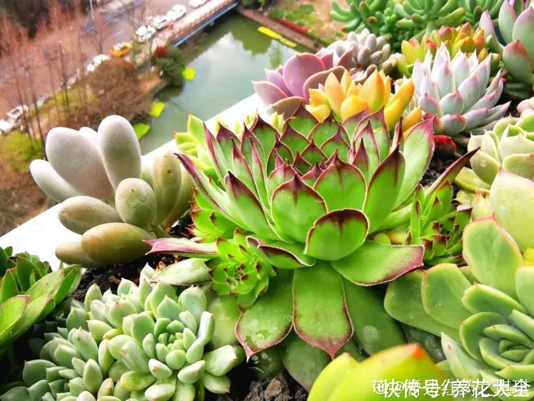 多肉|多肉夏天怎么养？休眠期一到，就要小心了
