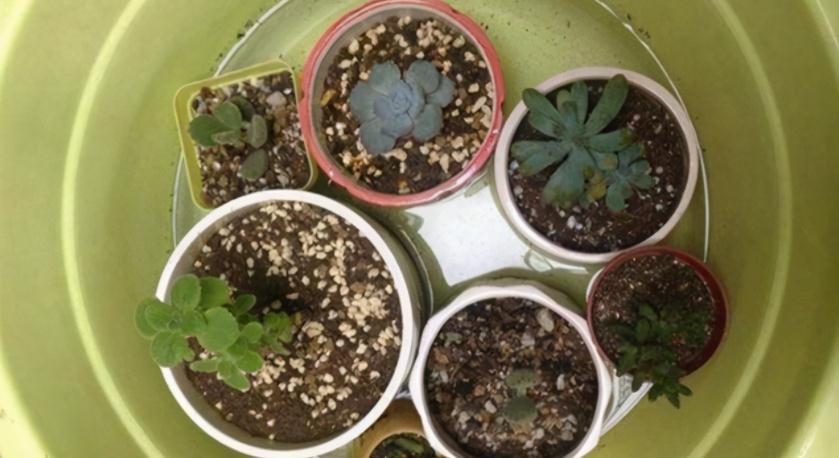 邻居小妹养多肉,少有烂根虫害问题发生,全赖这些地方把控严密