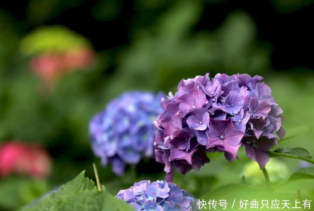 夏天遇到“几种花”别慌张,多剪几刀,花苞嗖嗖冒,花开不断