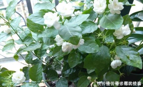 养好茉莉花，这一步“不能缺”花开一茬接一茬，连续不间断