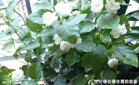 养好茉莉花,这一步“不能缺”花开一茬接一茬,连续不间断