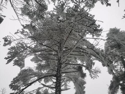 轿子|说走就走！快去轿子雪山与神奇的雾凇同框！