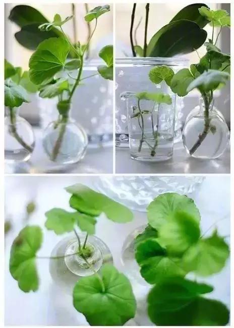 花再好看也别花钱买,浪费!只要随便捡几片叶子,落地就疯长