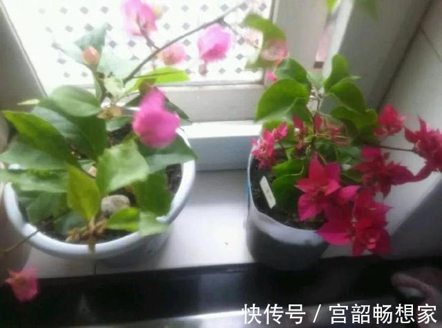 三角梅开花“零星点点”,干脆剪一刀,喂2勺开花肥,国庆开爆盆