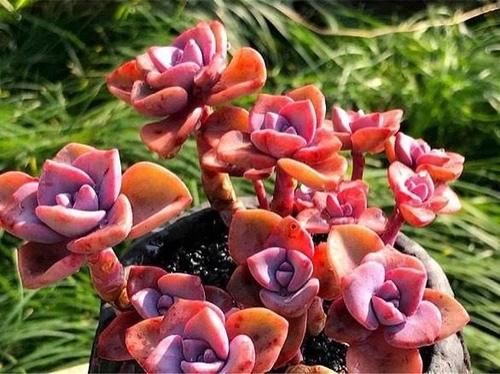 多肉彩虹糖，精致版的紫乐，容易上色喜欢群生，新手也可以放心养