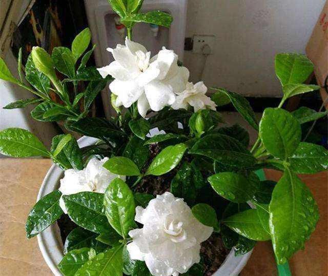 栀子花|养“栀子花”,注意1个小细节,不黄叶、不掉苞,油绿茂盛开花多
