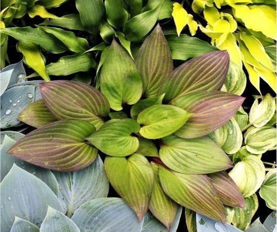 史上最耐阴的花,越阴凉越长得旺,绿萝虎皮兰靠边站