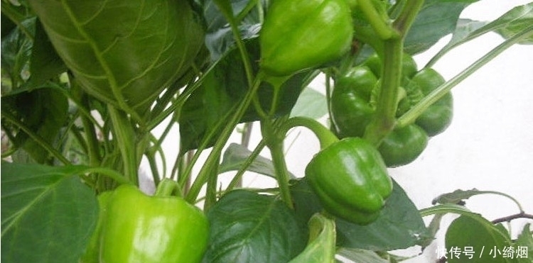 阳台不要再浪费,聪明人此样做,绿色健康,吃不完还可以卖