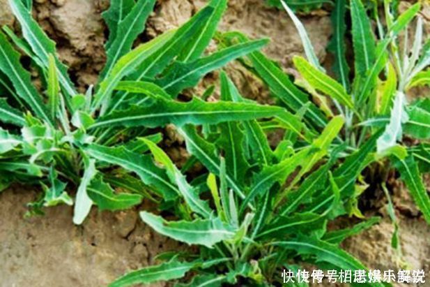 抗癌|埋没在农村4种抗癌野菜,很多人嫌脏不愿吃,却比蒲公英好100倍