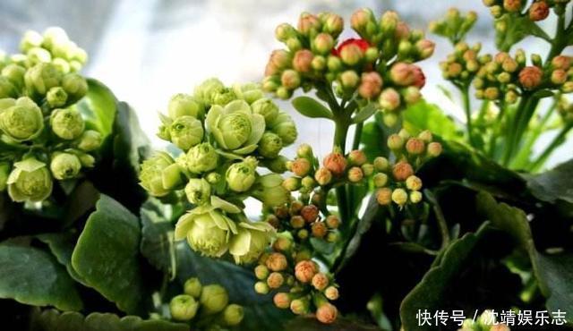 小动作|长寿花开完后,一个小动作,6个星期后,又开花了,花多又鲜艳