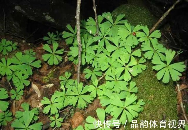 秦岭发现奇特植物,只有一叶一花,很娇弱却从恐龙时代生存到现在