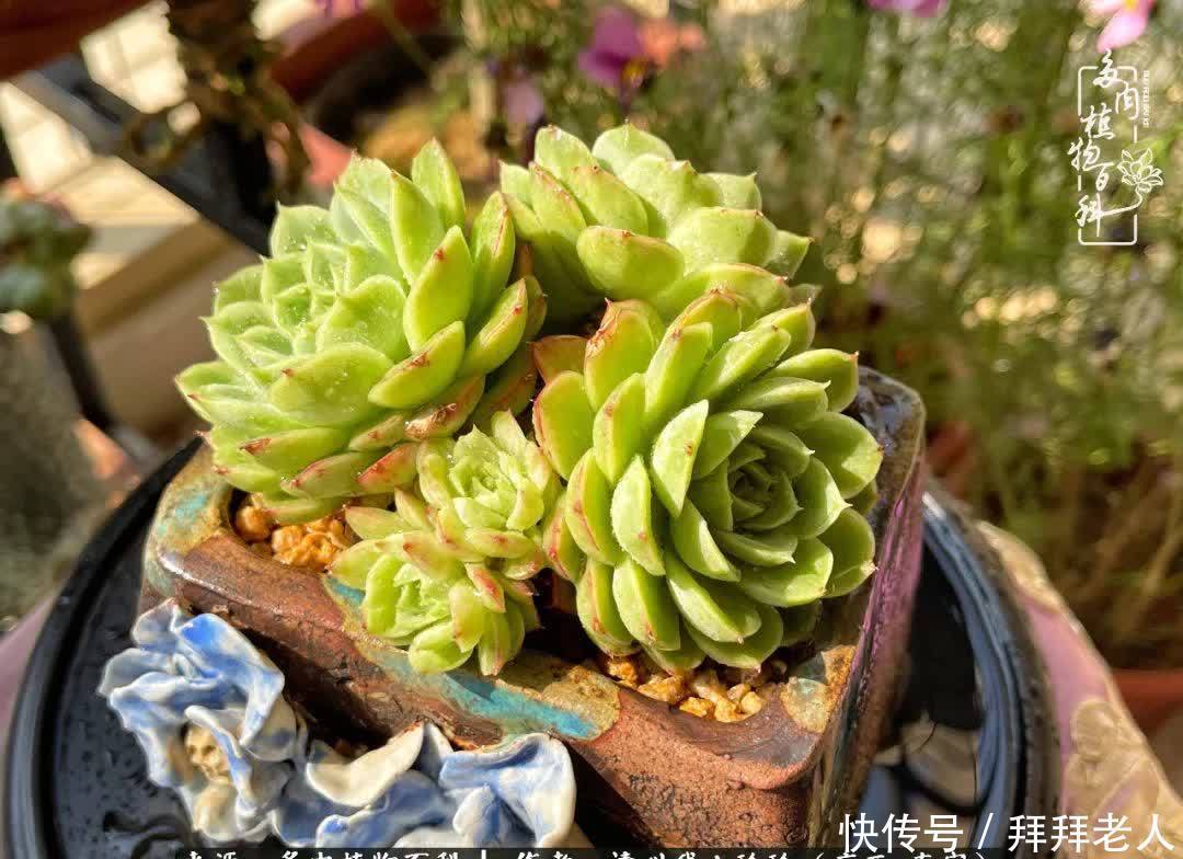 多肉与我，不负时光韶华！