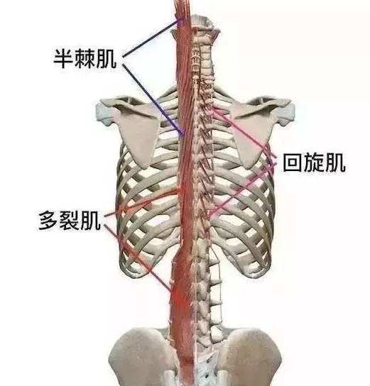 横突棘肌功能解剖 快资讯