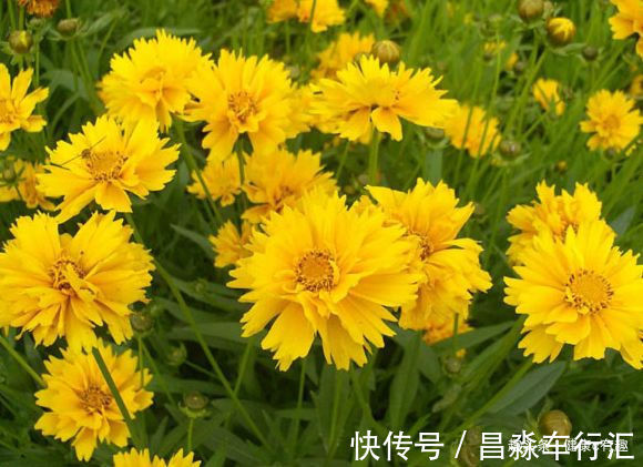 喜欢玫瑰,不如养“珍稀品种”安妮公主,花团锦簇,芳姿耀眼