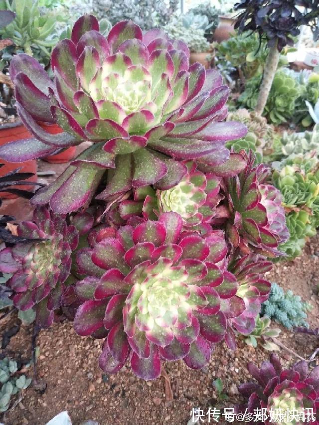 秋天多肉砍1刀,立马爆出一圈芽,1盆变10盆不花钱