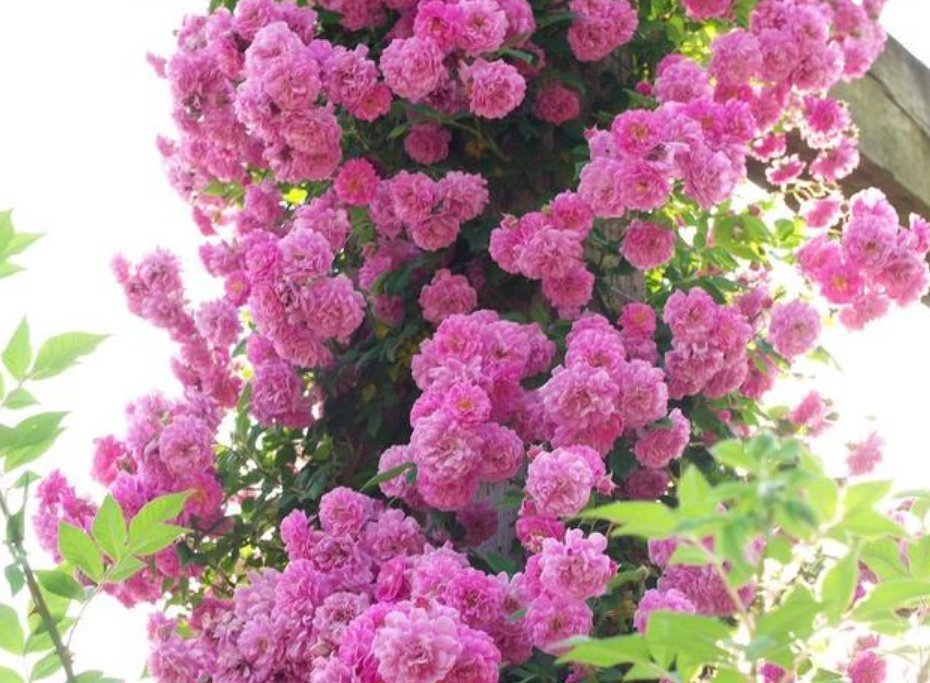 3种花被称为“大美女”，一年四季花开不停，开花量大