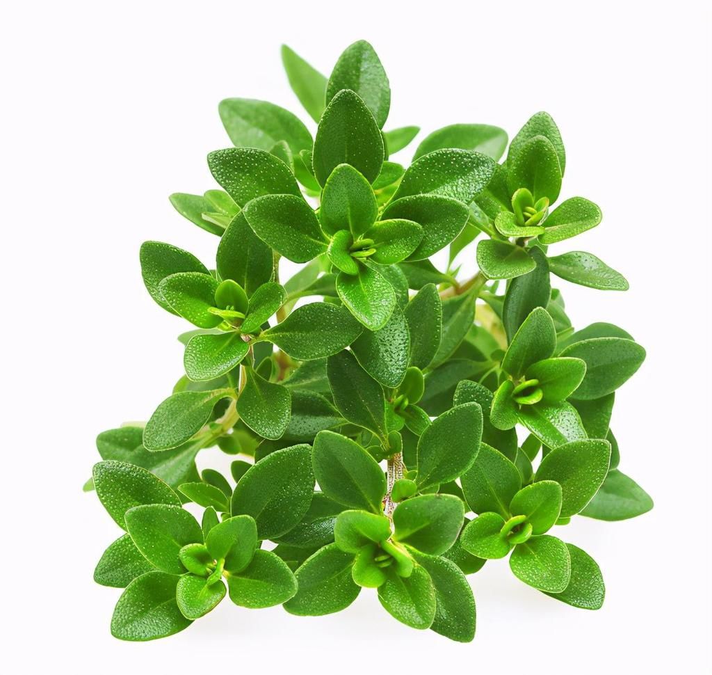  薄荷|7种适合家居养护的香草植物，散发淡淡清香，作用多观赏性强