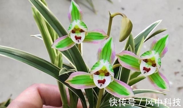 这种兰花极具“帝王气息”，一花双色，兰香浓烈，新手也能养爆盆！