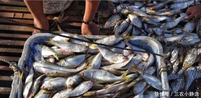 “可遇不可求”的5种河鲜，有钱难找，全吃过的是农村娃
