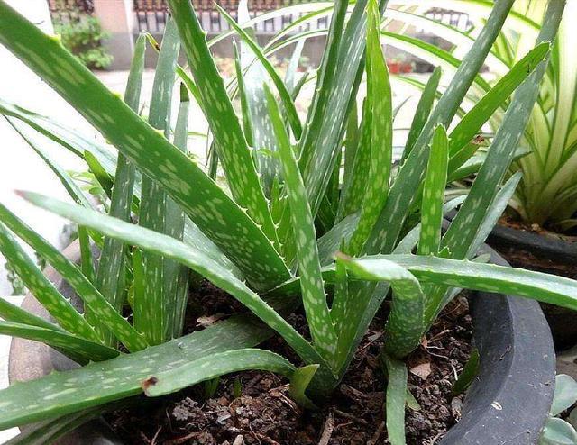 盆栽|夏季养芦荟,比起光照浇水,有“一点”更重要,侧芽多、长爆盆!