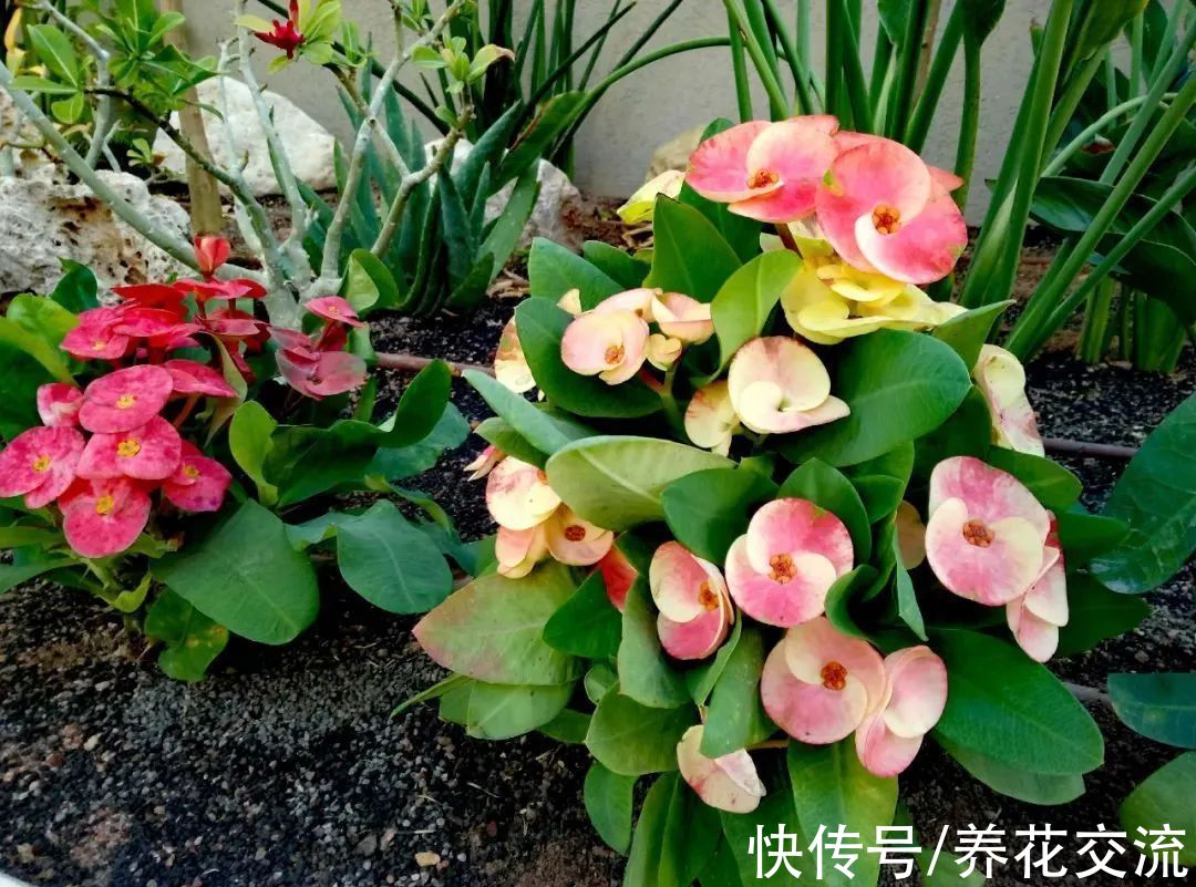 阳台养盆栽铁海棠四季开花的技巧,做好这几点特别关键