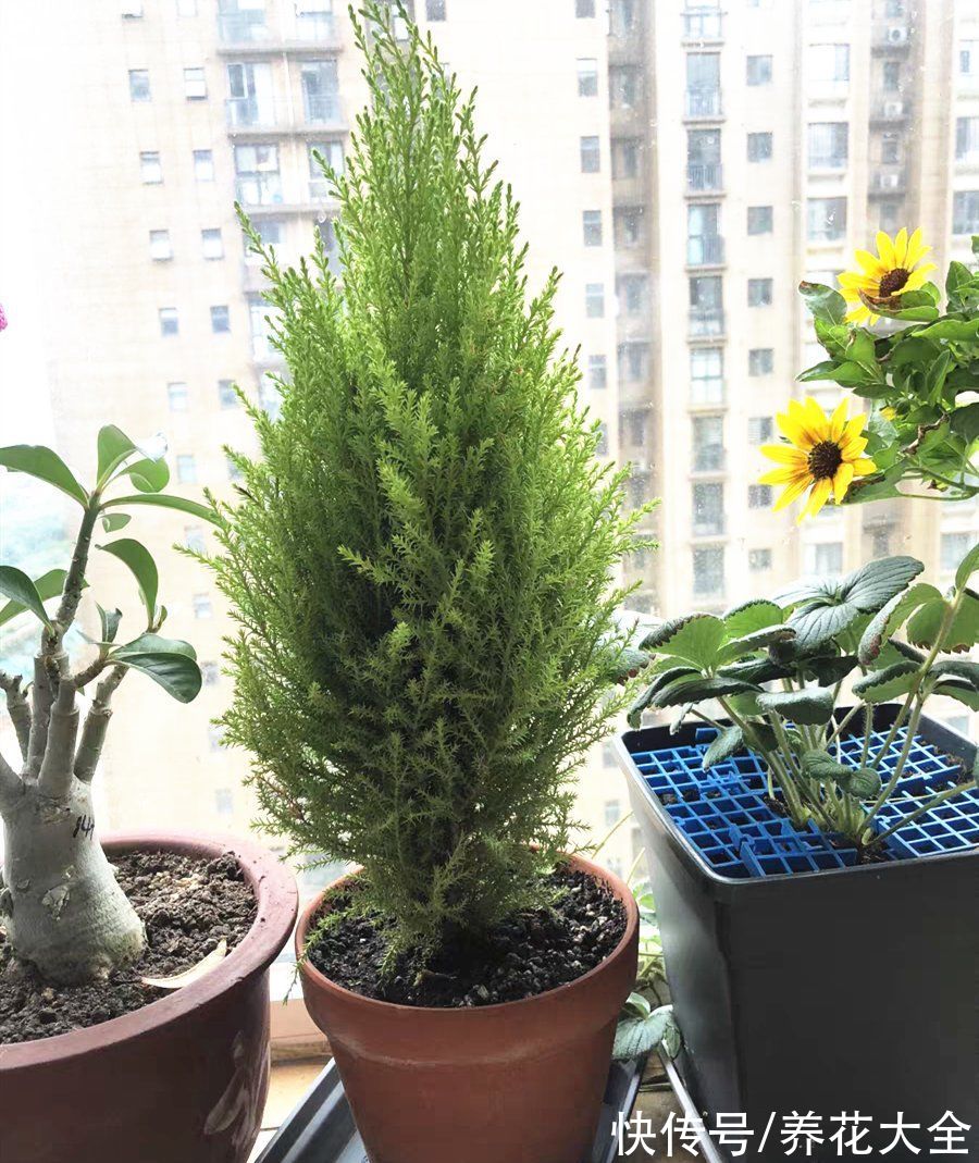 家里养一盆小香松，芬芳满室，满屋子都是高级香水味